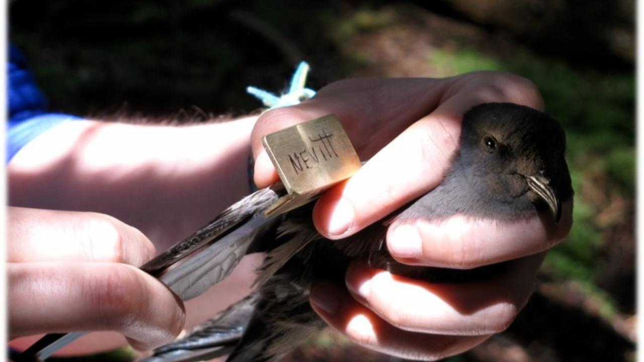 Hands hold a Leach's storm-petrel.