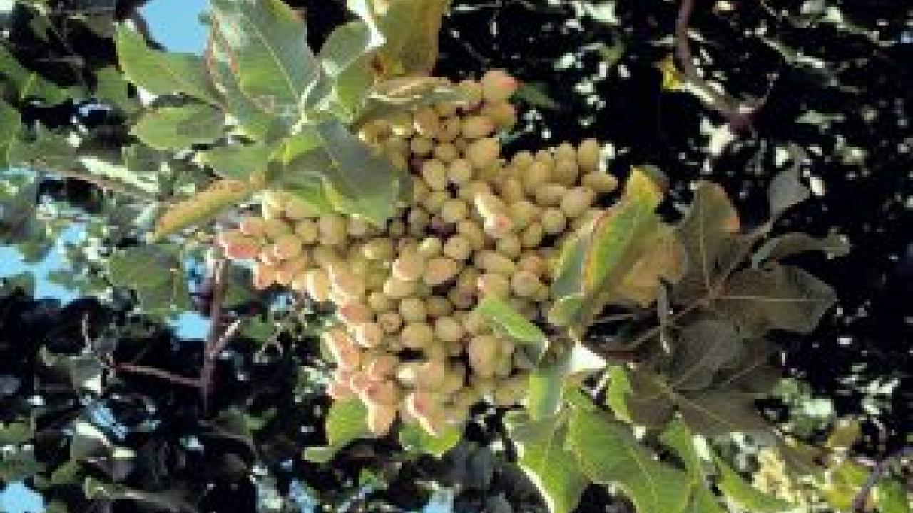 A new study shows why pistachio trees are like magnets, mathematically speaking.