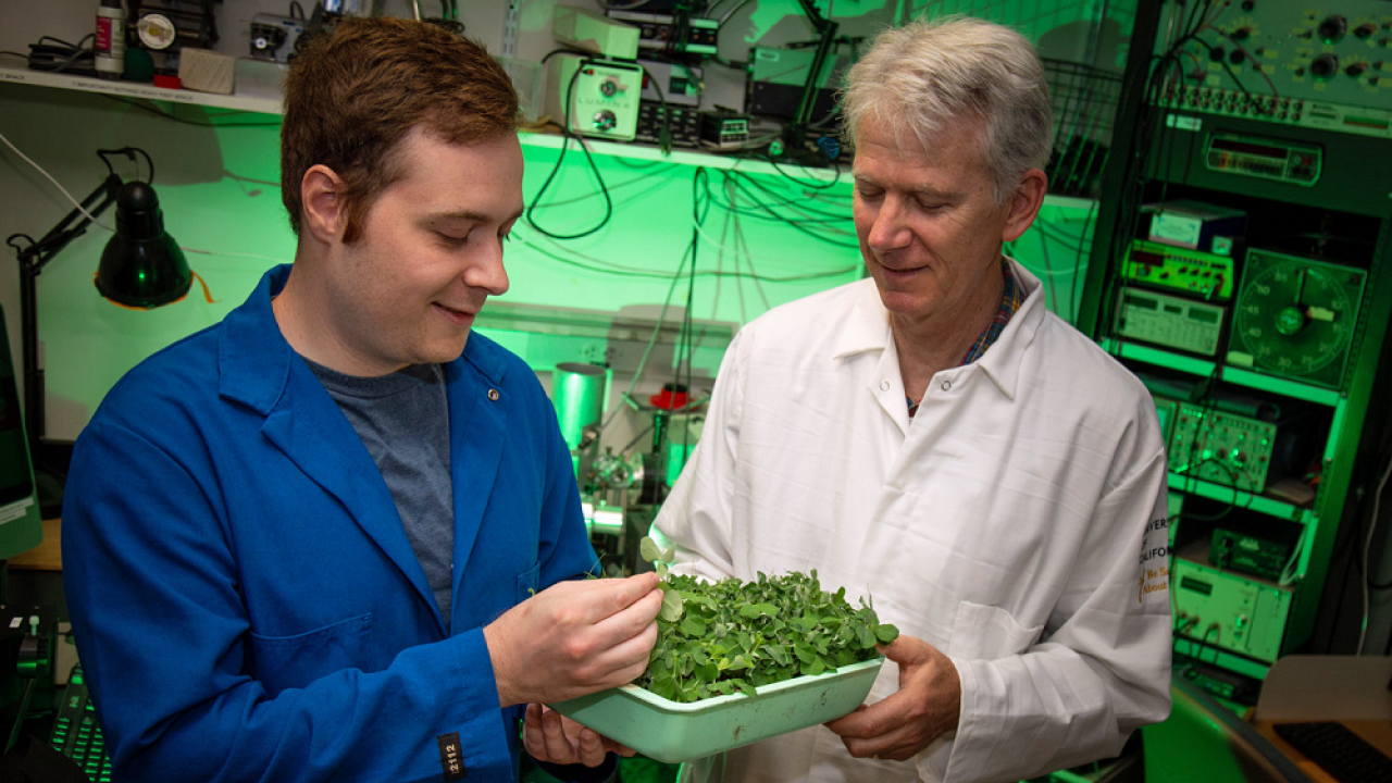 Two men look at plants in a laboratory