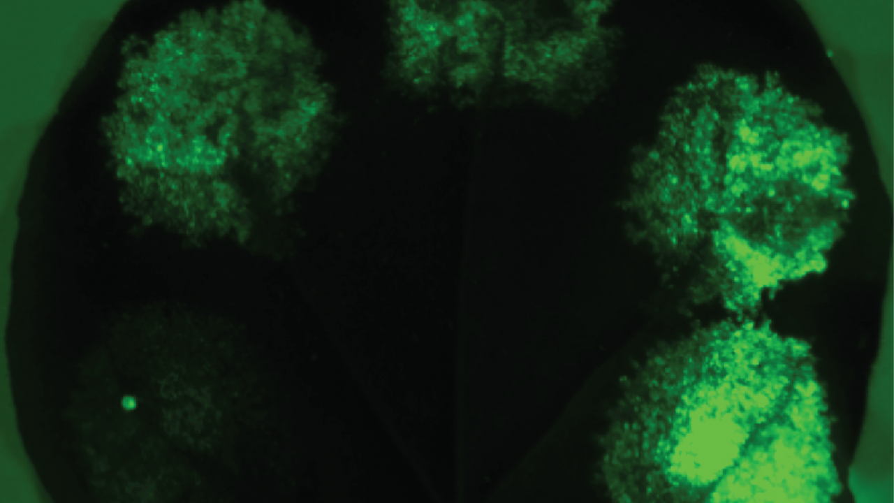 A leaf with various synthetic promoters expressing Green Fluorescent Protein