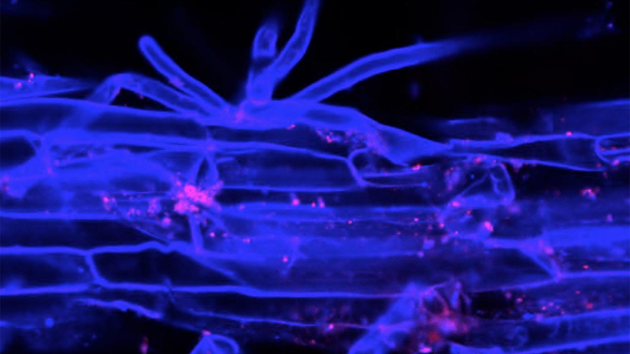 Fluorescent probes help scientists visualize how soil bacteria interact with rice roots. In this image, bacteria cells—highlighted in red—are positioned along plant cell walls, which are visualized in blue. Bao Nguyen