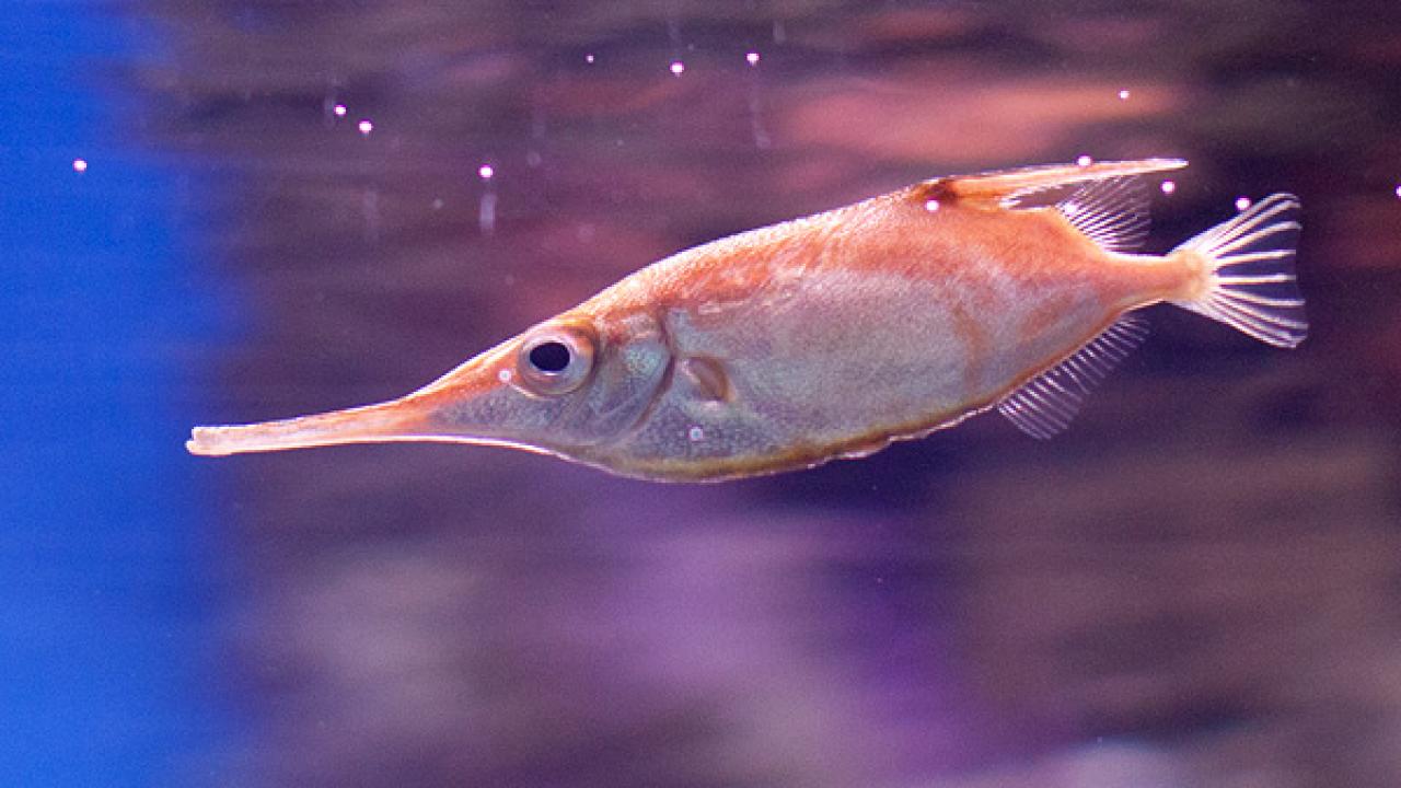 Snipefish. Dmitriy Konstantinov