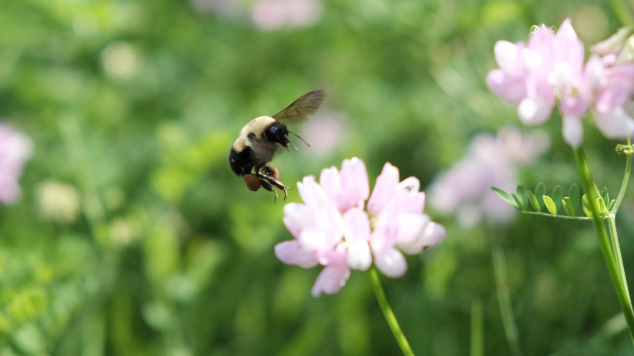 A bumblebee flies near a flower