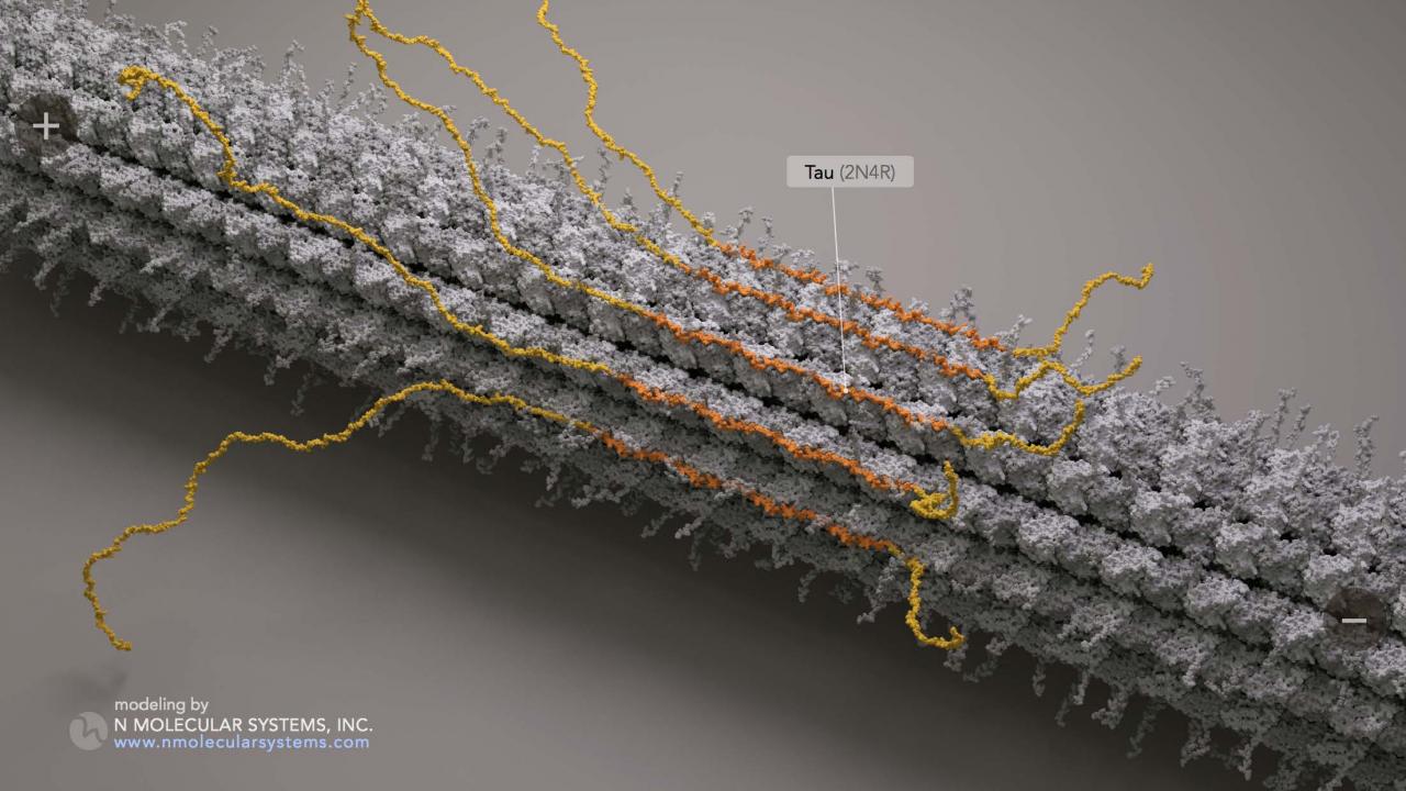 Microtubule