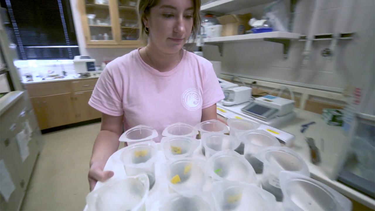 Tessa Filipczyk carries a tray of samples in the lab.