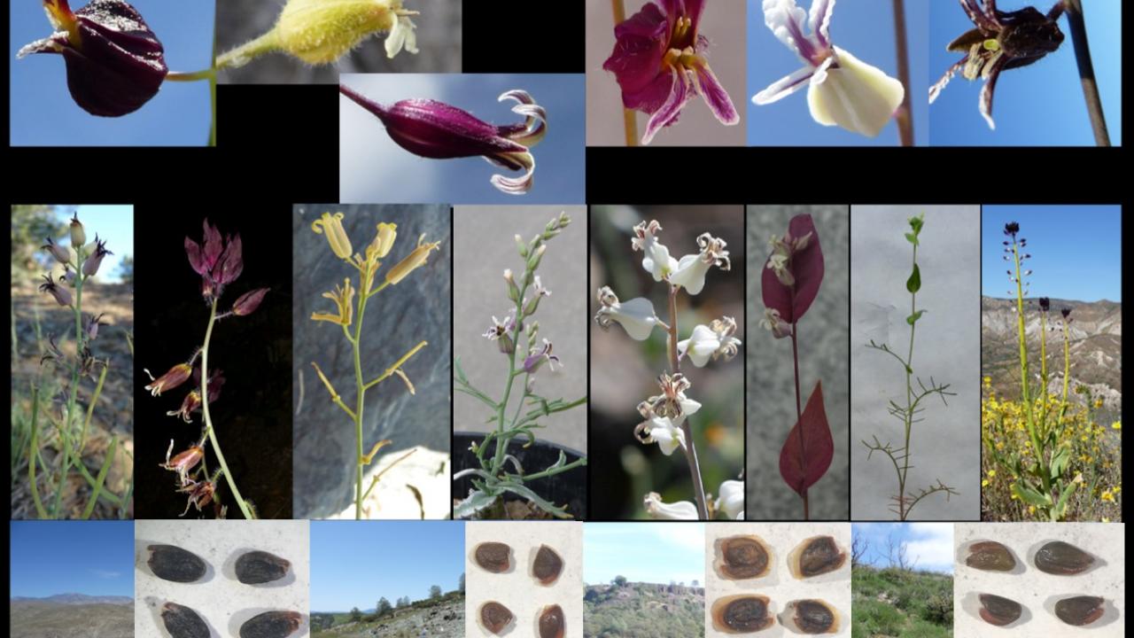 A composite image of various jewelflowers