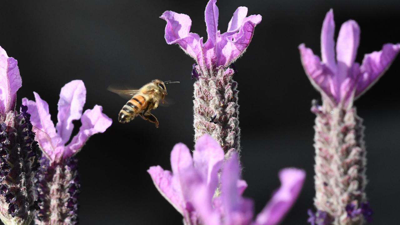 Understanding the history of honey bee lineages may help researchers ensure a successful future for this critical pollinator species. Kathy Keatley Garvey/UC Davis 