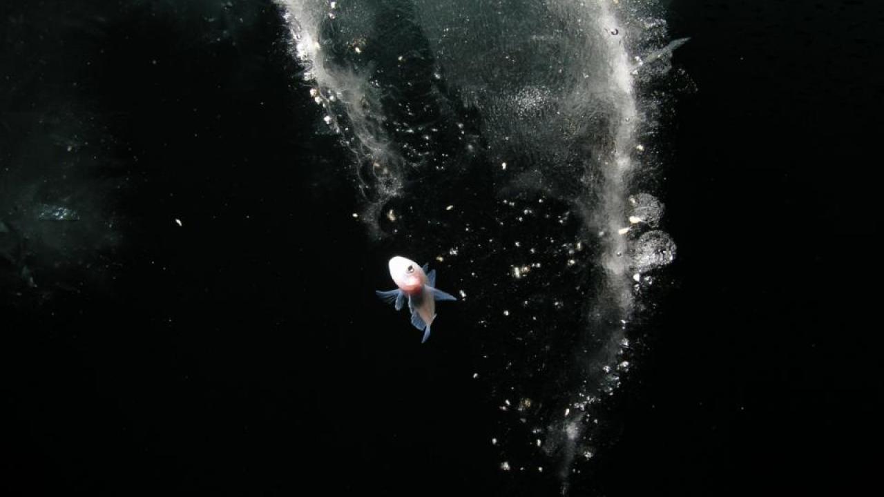 A young rock cod swims in Antarctica. Photo: Rob Robbins/US Antarctic Program
