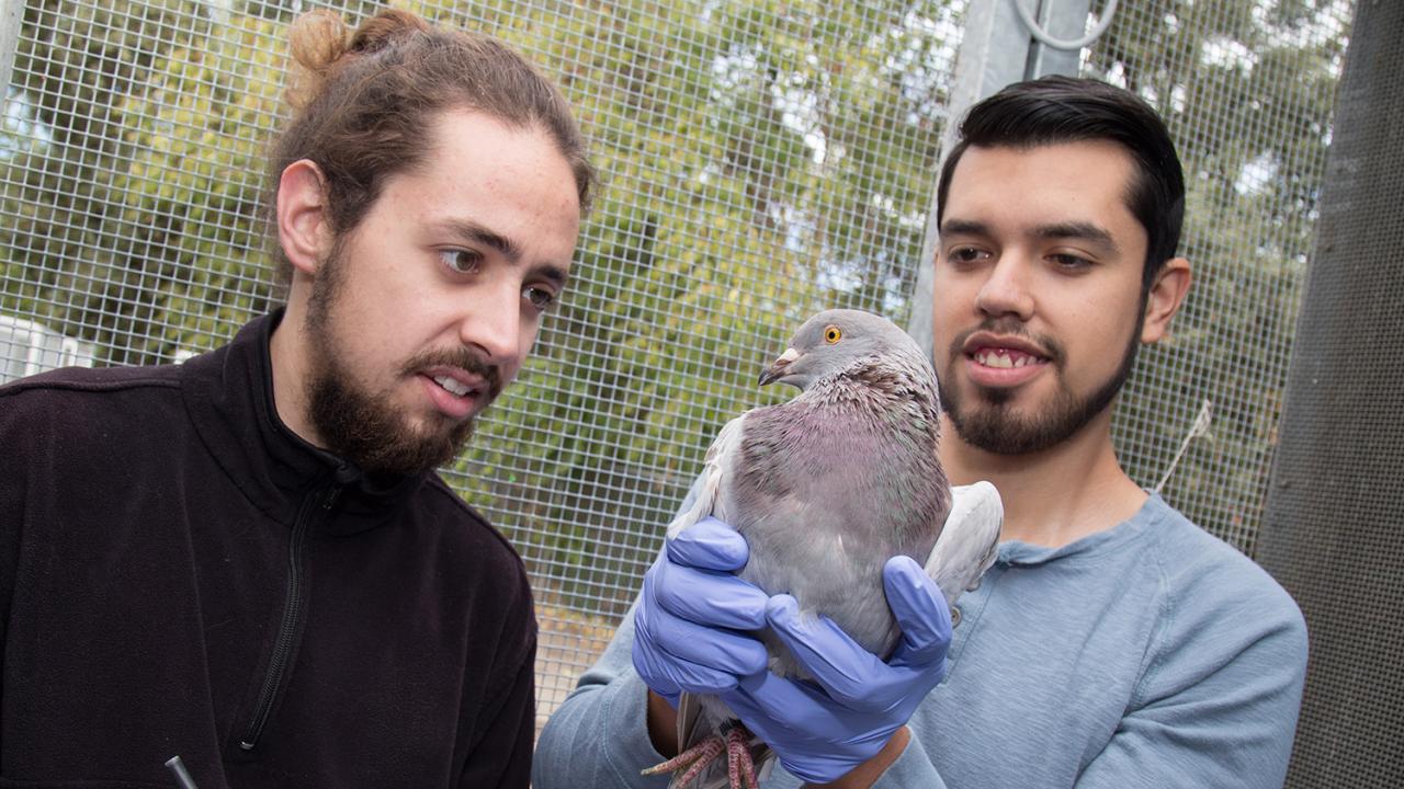 Undergraduates Tanner Feustel and Brandon Nava Ultreras examine and document the health status of a pigeon as part of research for the Rebecca Calisi Lab. David Slipher/UC Davis