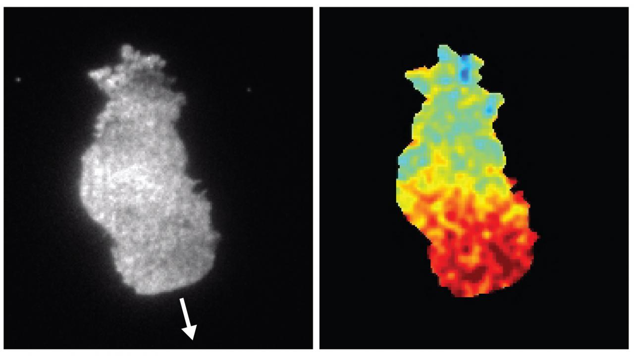 By using sensors to monitor molecular activities within the cell, the Collins Lab is working to understand how to steer cells to target locations. The image on the left shows the cell membrane of a white blood cell. The image on the right shows an activity heat map of a protein believed to be involved in steering the cell. Collins’ Lab