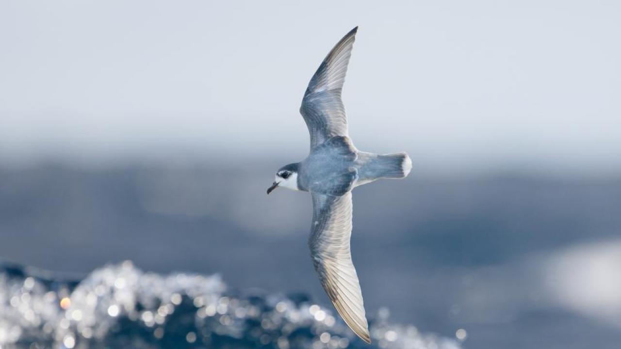 Some species of seabirds, including blue petrels, are particularly vulnerable to eating plastic debris at sea. Credit: J.J. Harrison.