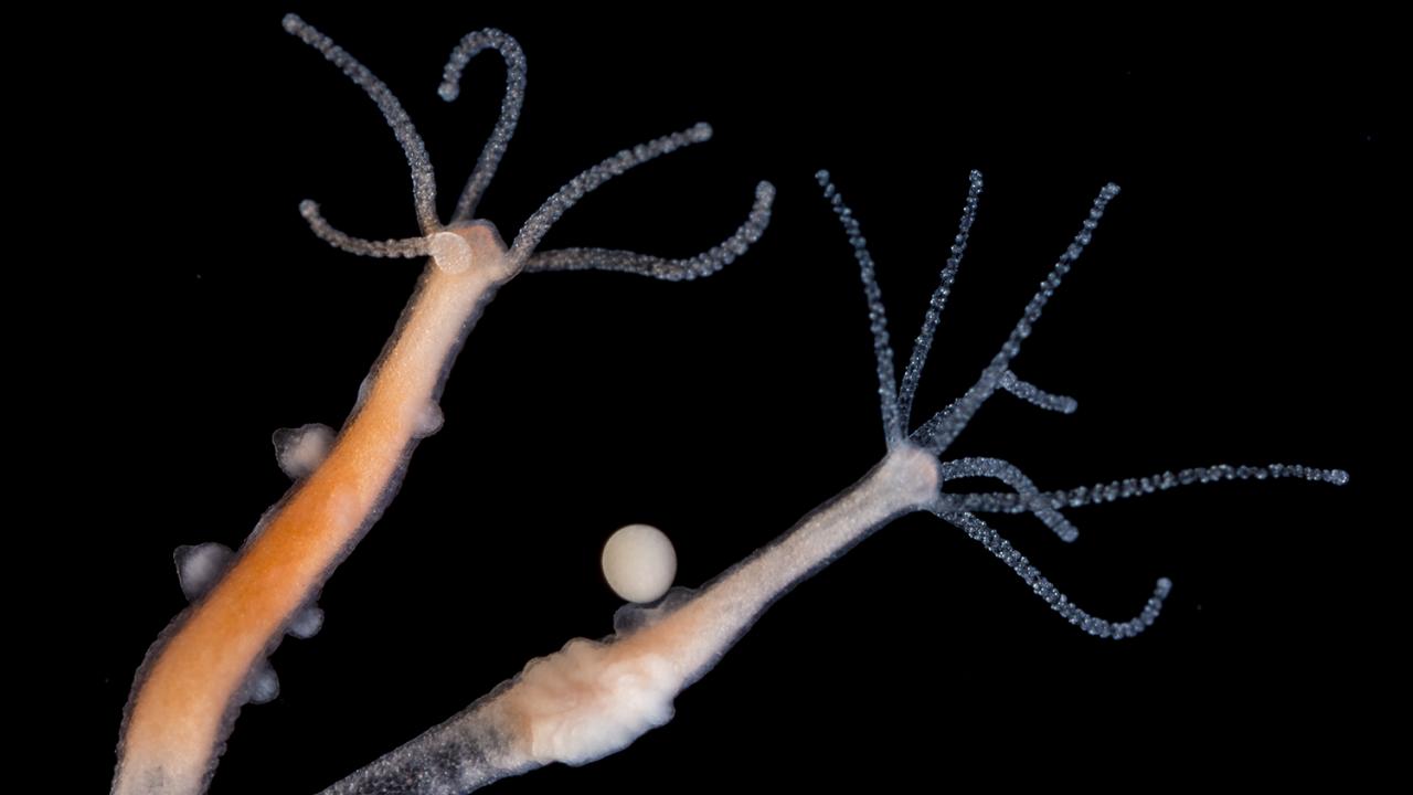 Hydra, which measure just millimeters in length, are studied by biologists for their regenerative capabilities and uncharacteristic longevity. Stefan Siebert/Juliano Lab