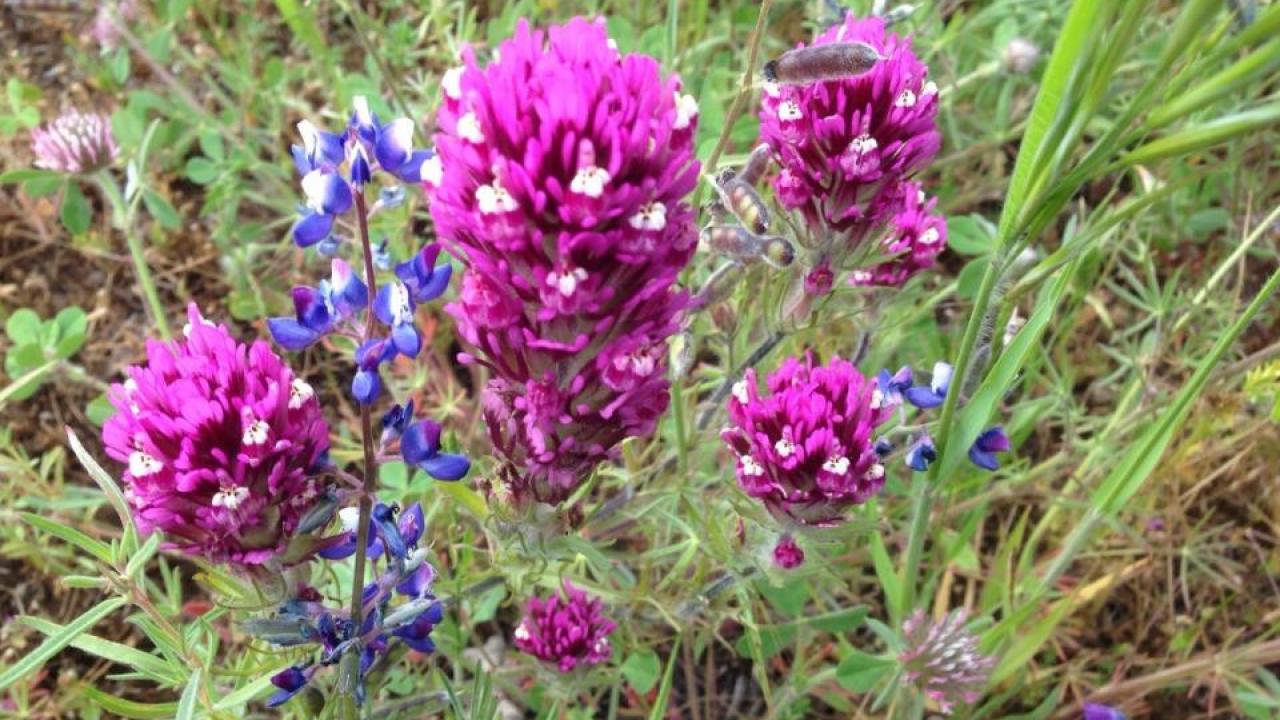 California wildflowers, such as these miniature lupine and denseflower Indian paintbrush flowers, were more resilient to the recent drought than they may have appeared. Photo: Marina LaForgia/UC Davis