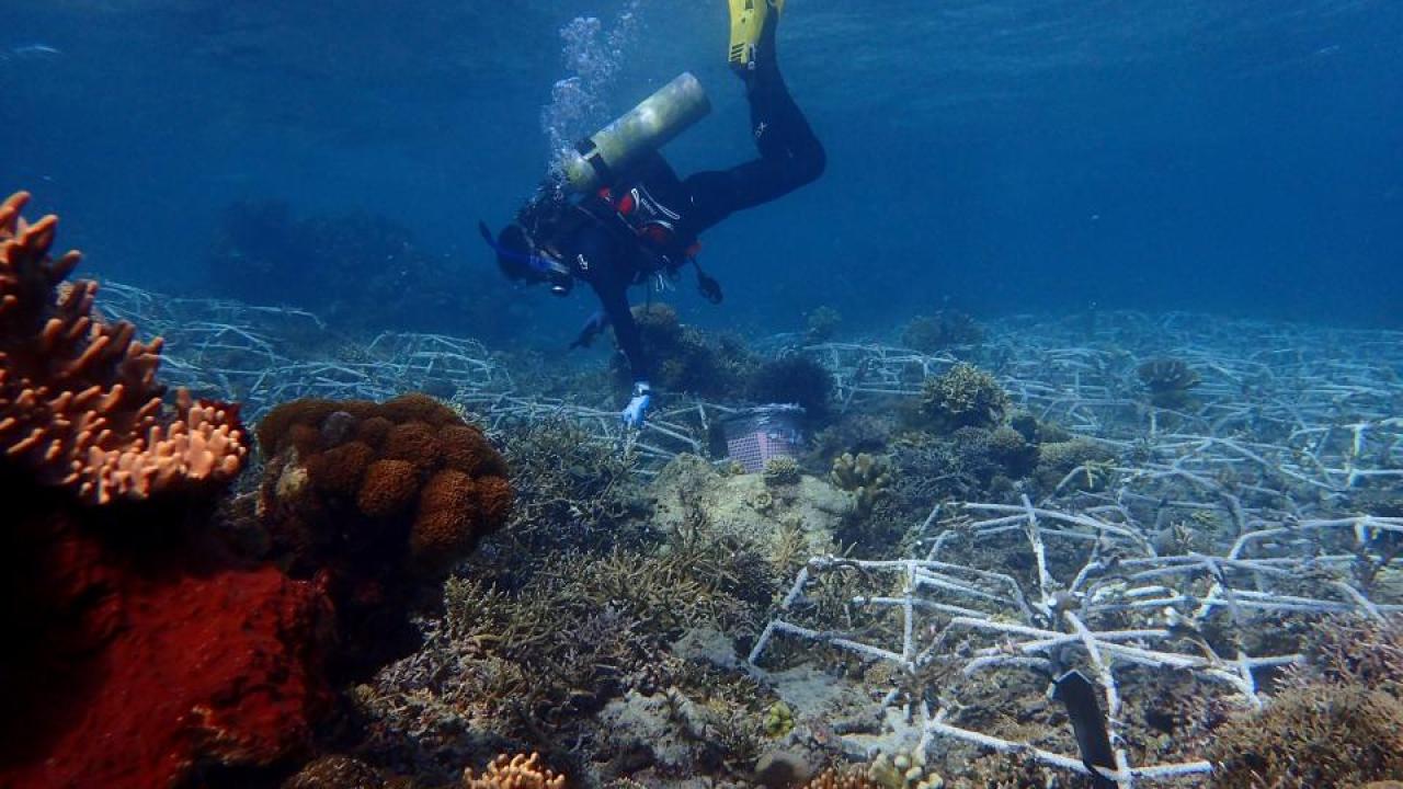 Diver checks on restoration structures