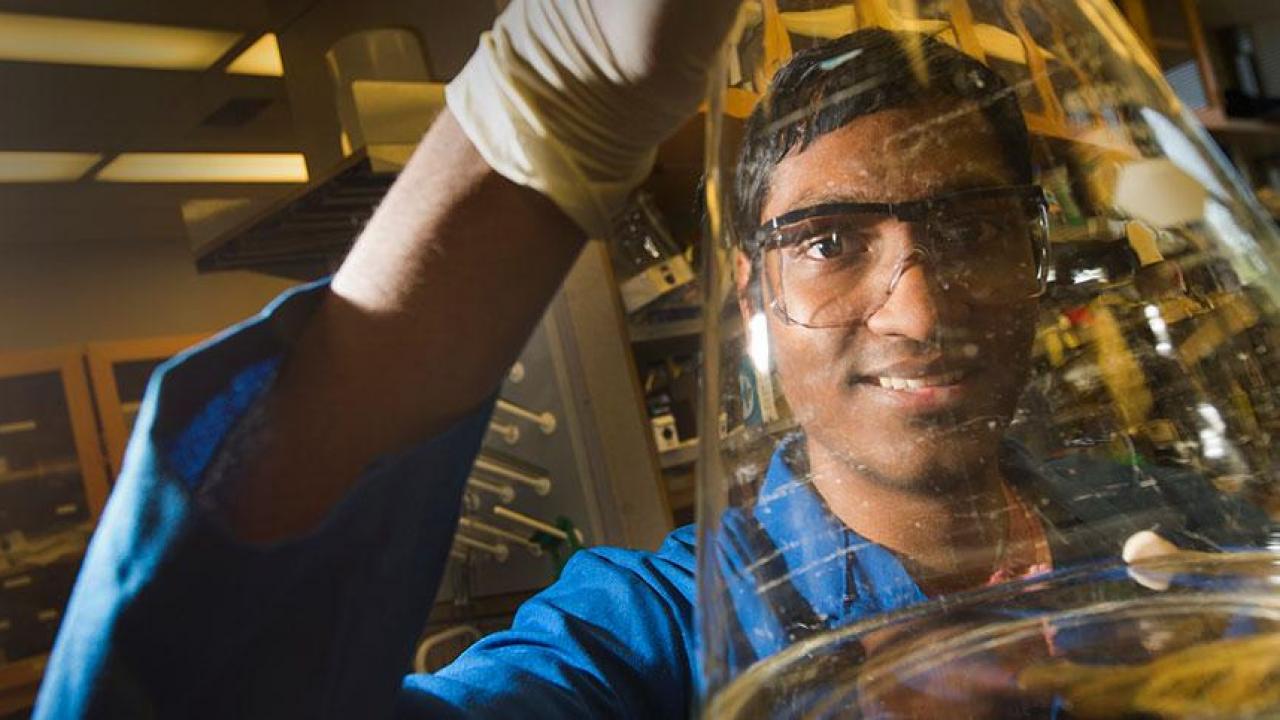 Srujan Kopparapu, the top graduating senior at UC Davis, works in the lab of Professor Neil Hunter at UC Davis. (Karin Higgins/UC Davis) 