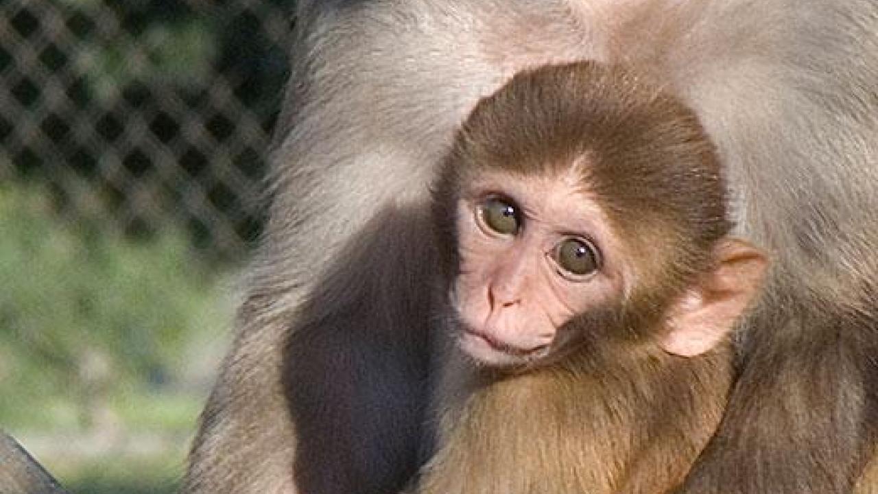 The study revealed the first comprehensive macaque milk proteome and newly identified 524 human milk proteins.