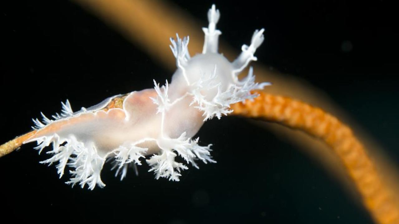 This Tritonia nudibranch found in the Red Sea may be chronically rare. This species is generally seen only once every few years. (Flickr/prilfish)