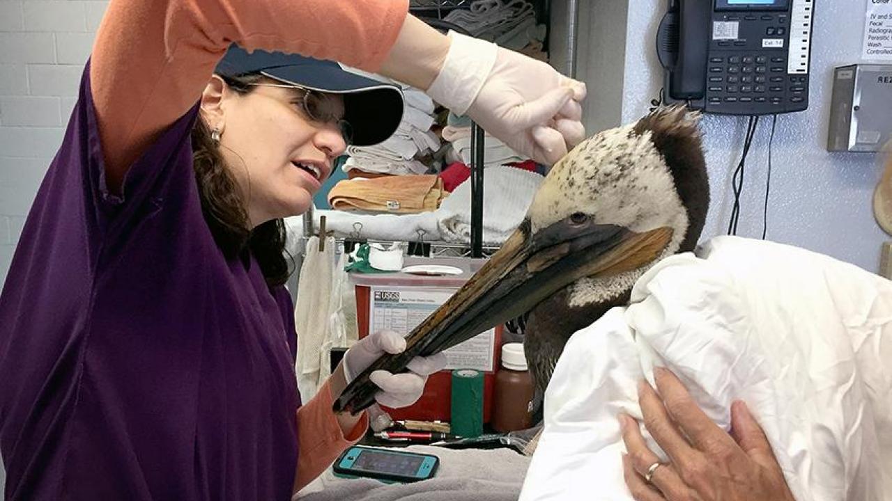 Team members from the Oiled Wildlife Care Network at UC Davis have joined crews responding to the oil spill in Santa Barbara County.