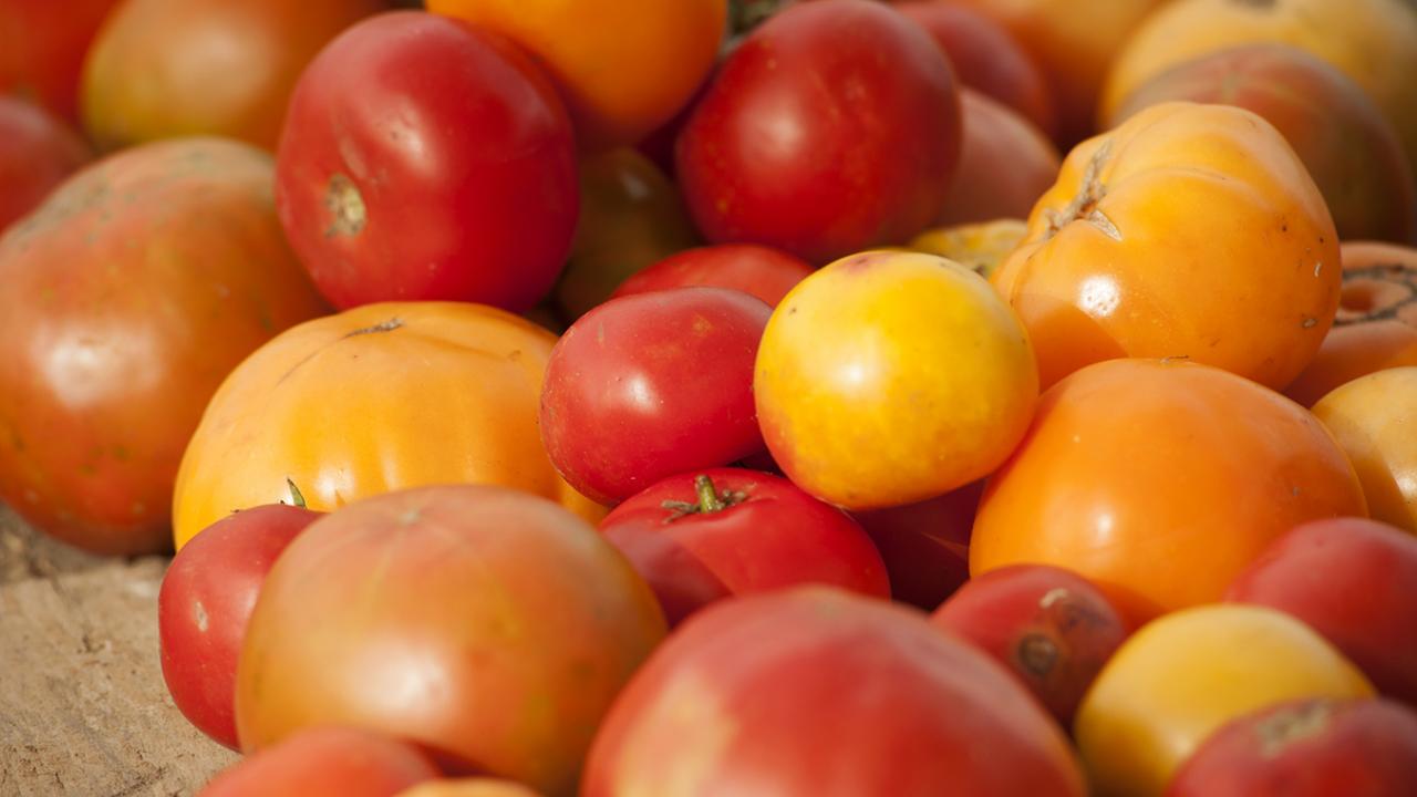 Tomatoes from the student farm