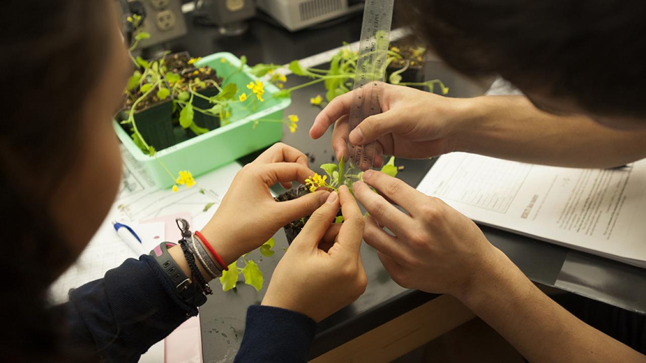Two students examining a plant