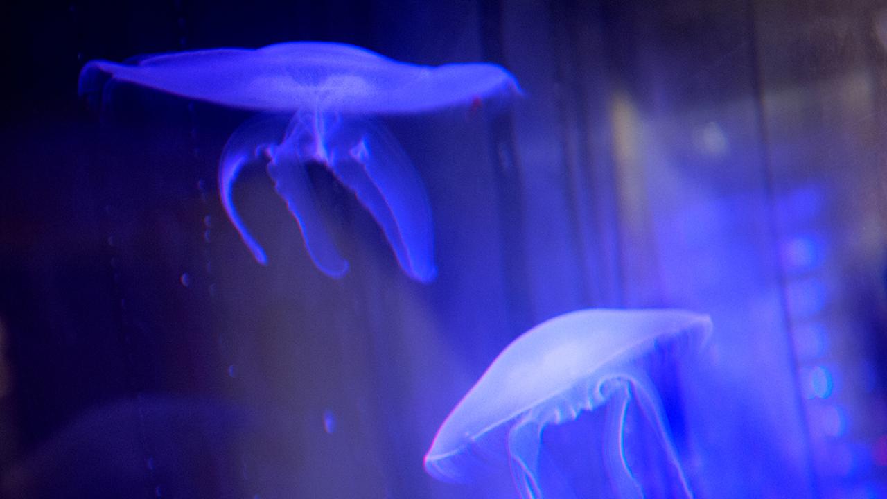 Moon jellies in blue light