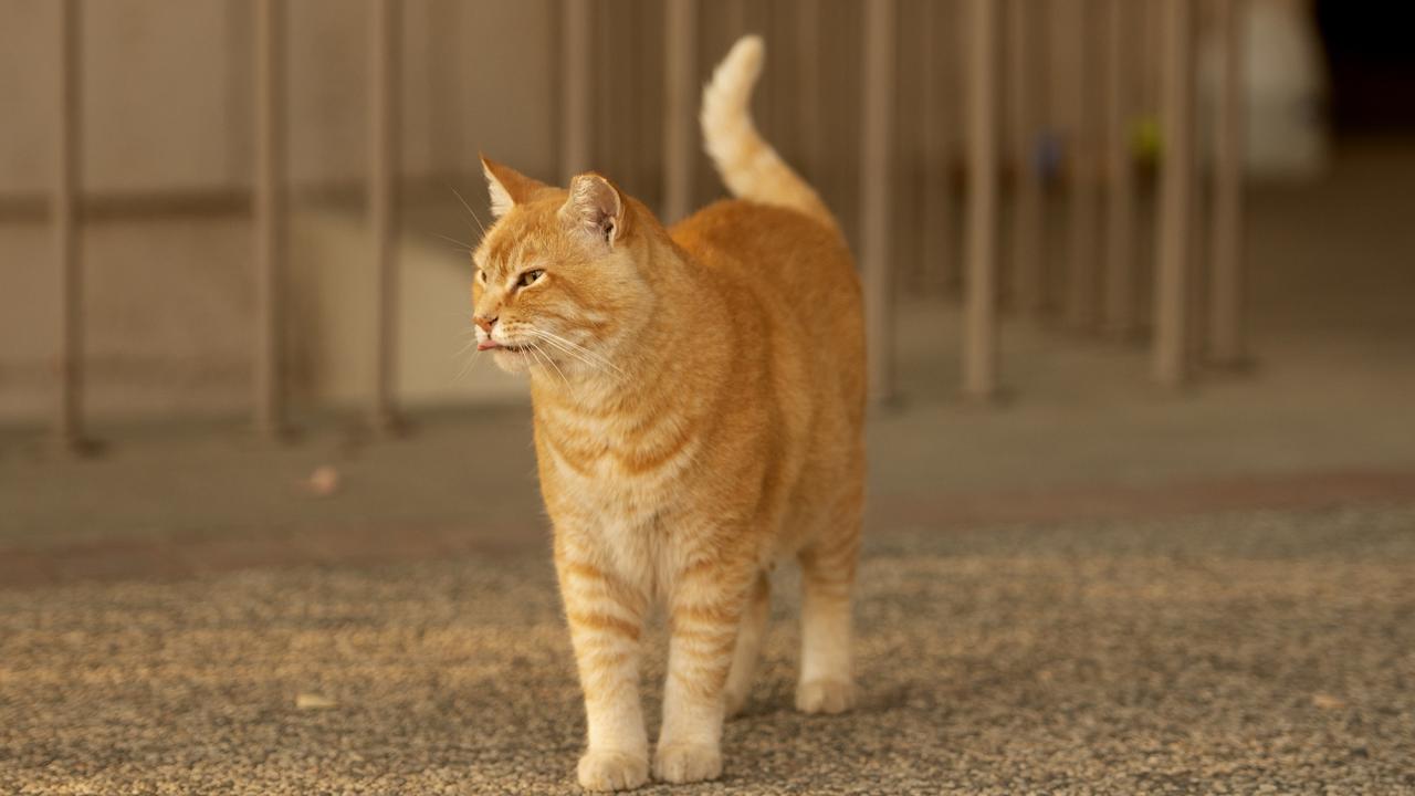Orange tabby cat 