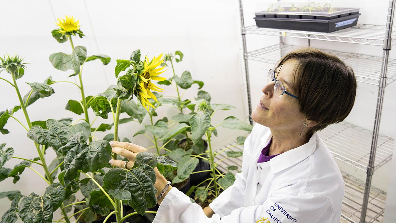 Plant biologist Stacey Harmer studies how sunflowers are able to follow the sun. Her new research shows that sunflowers respond to the sun through a previously unknown mechanism. (Sasha Bakhter, UC Davis College of Biological Sciences)