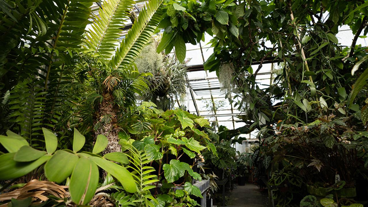 Plants and foliage in the botanical conservatory