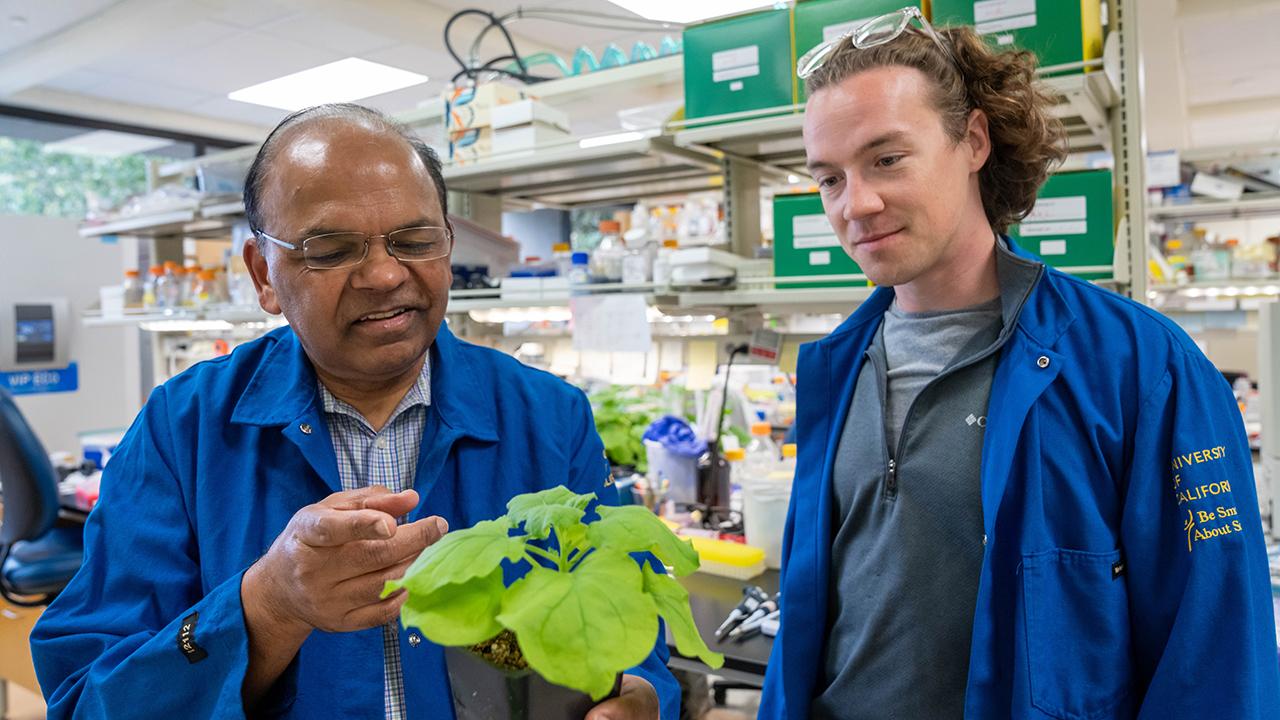 Savithramma Dinesh-Kumar and Nathan Meier in the lab looking at a tobacco plant