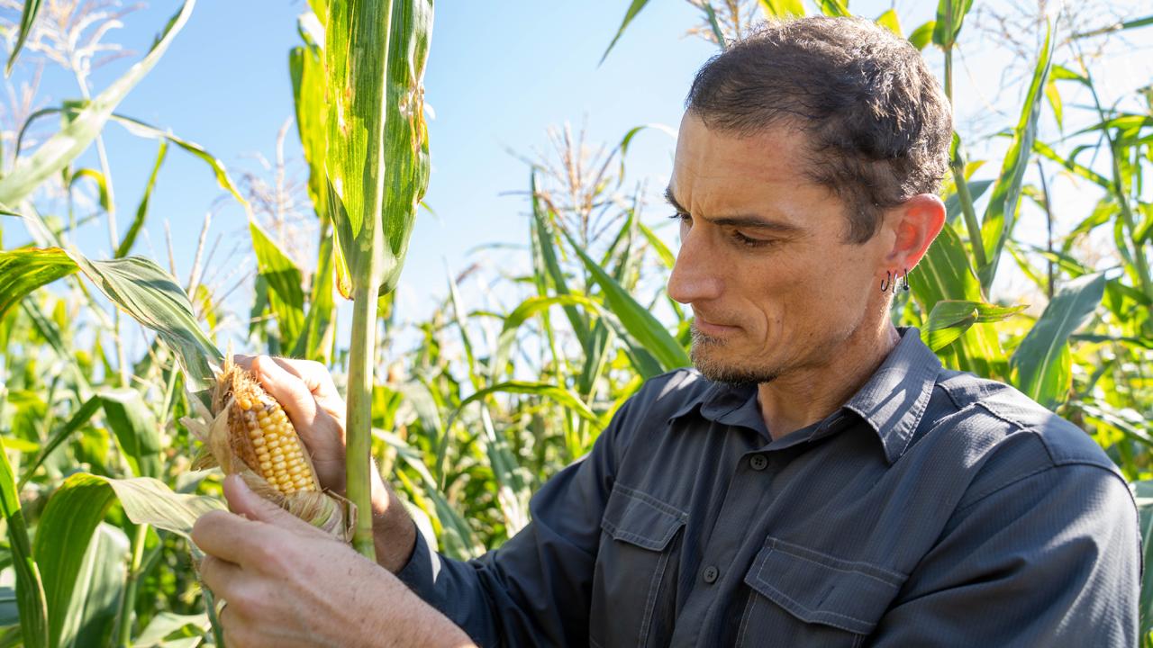 Maize (corn) is one of the world's most important staple crops and has great cultural significance for Indigenous peoples in the Americas. New work by Jeffrey Ross-Ibarra at UC Davis and international colleagues shows how maize was domesticated from two wild varieties. (Sasha Bakhter, UC Davis)
