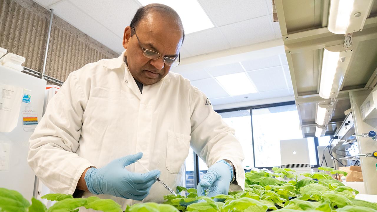 Savithramma Dinesh-Kumar, a professor and chair in the Department of Plant Biology, has identified a novel fungicide that prevents fungal infections in a variety of plants including the tobacco plant (Nicotiana benthamiana), pictured here. (Sasha Bakhter / UC Davis)