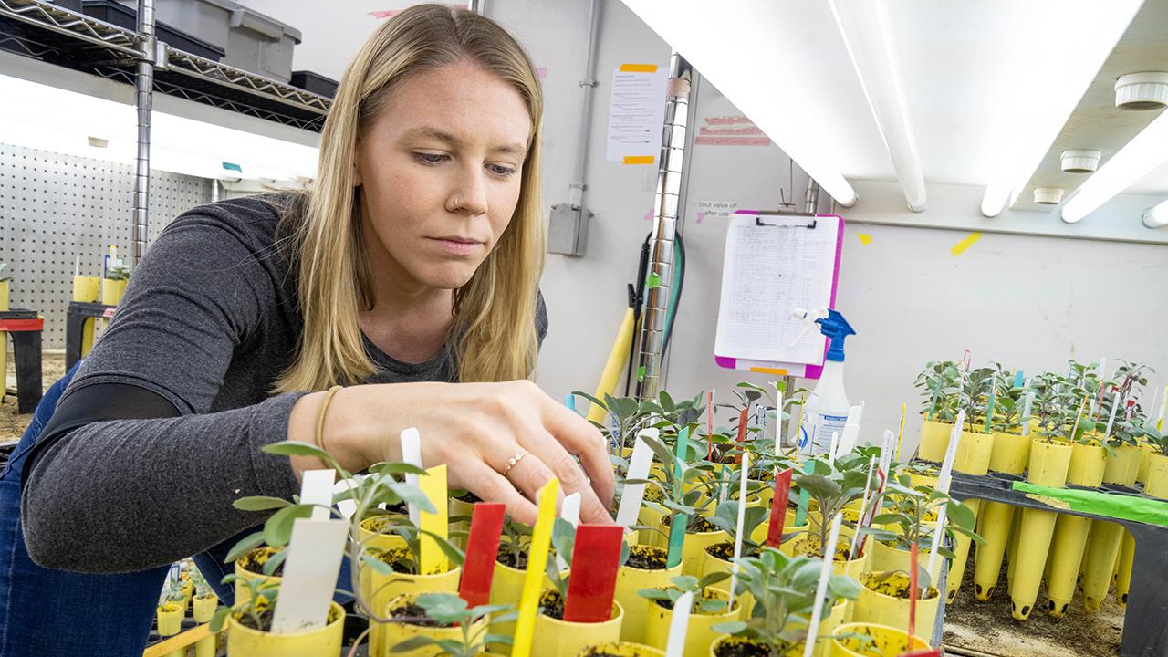Elena Suglia, a graduate student in the Population Biology Graduate Group, is investigating the effects of climate change on the jewelflower (Streptanthus tortuosus) in the lab of Jennifer Gremer, an associate professor in the Department of Evolution and Ecology.