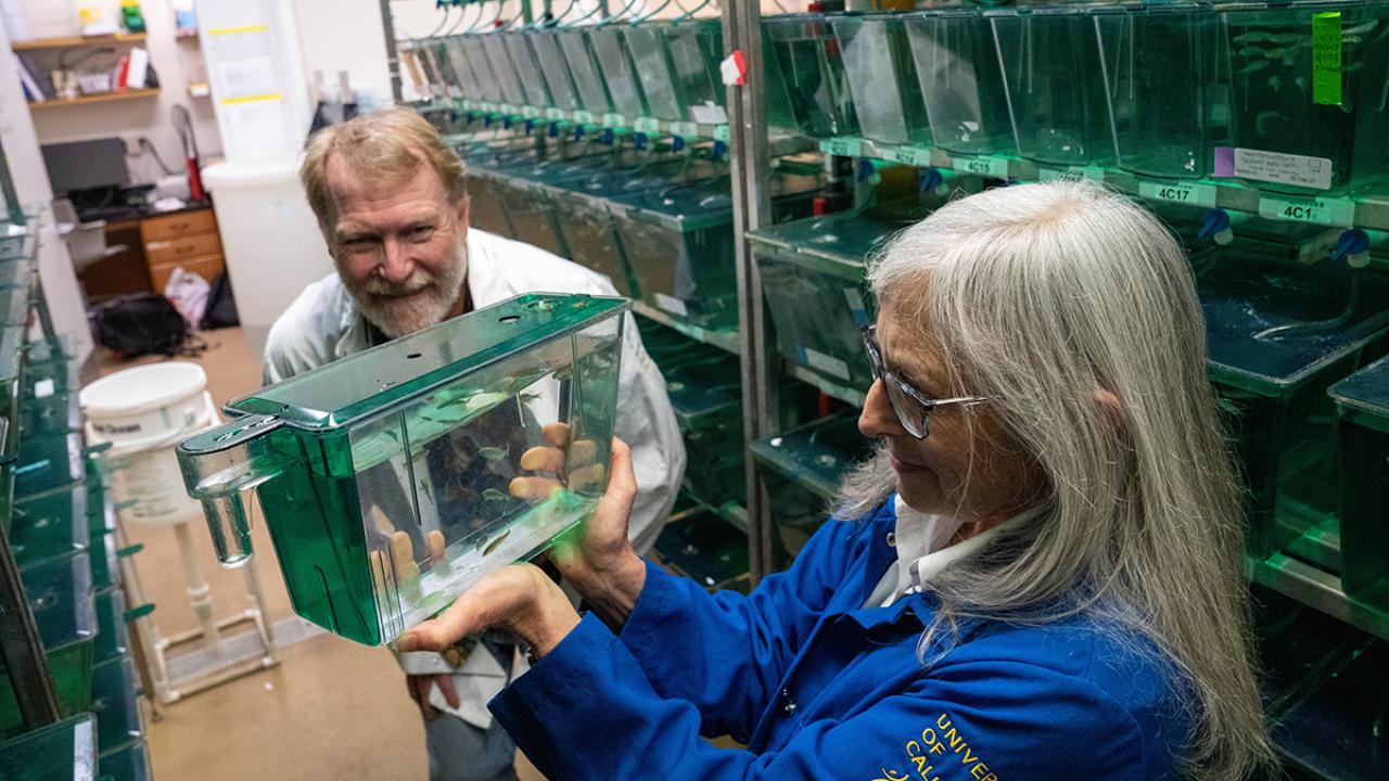 Professors Bruce Draper (left) and Sean Burgess (right) are using genetically modified zebrafish to develop a rapid and sensitive assay to identify pesticides and other chemicals with reproductive toxicities. 