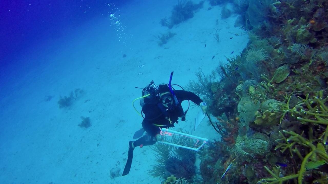 Diver under water next to coral reef