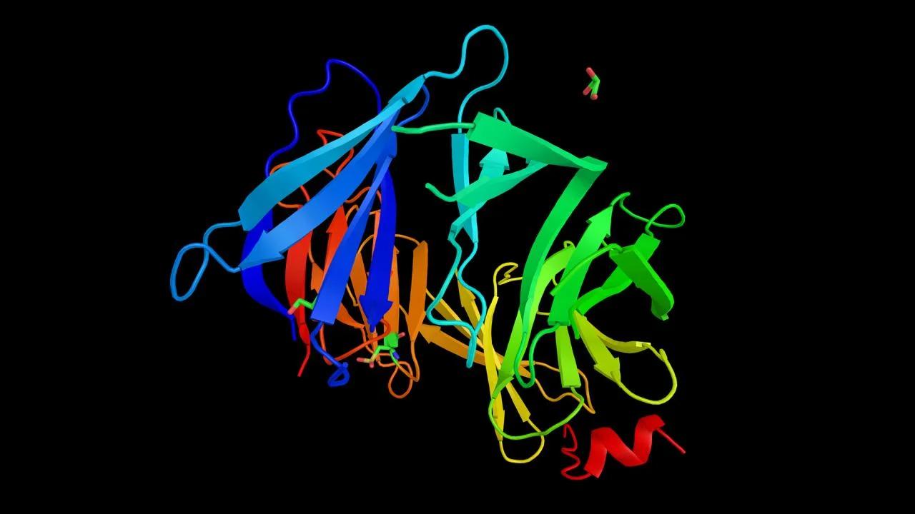 A rendering of the BRCA2 protein