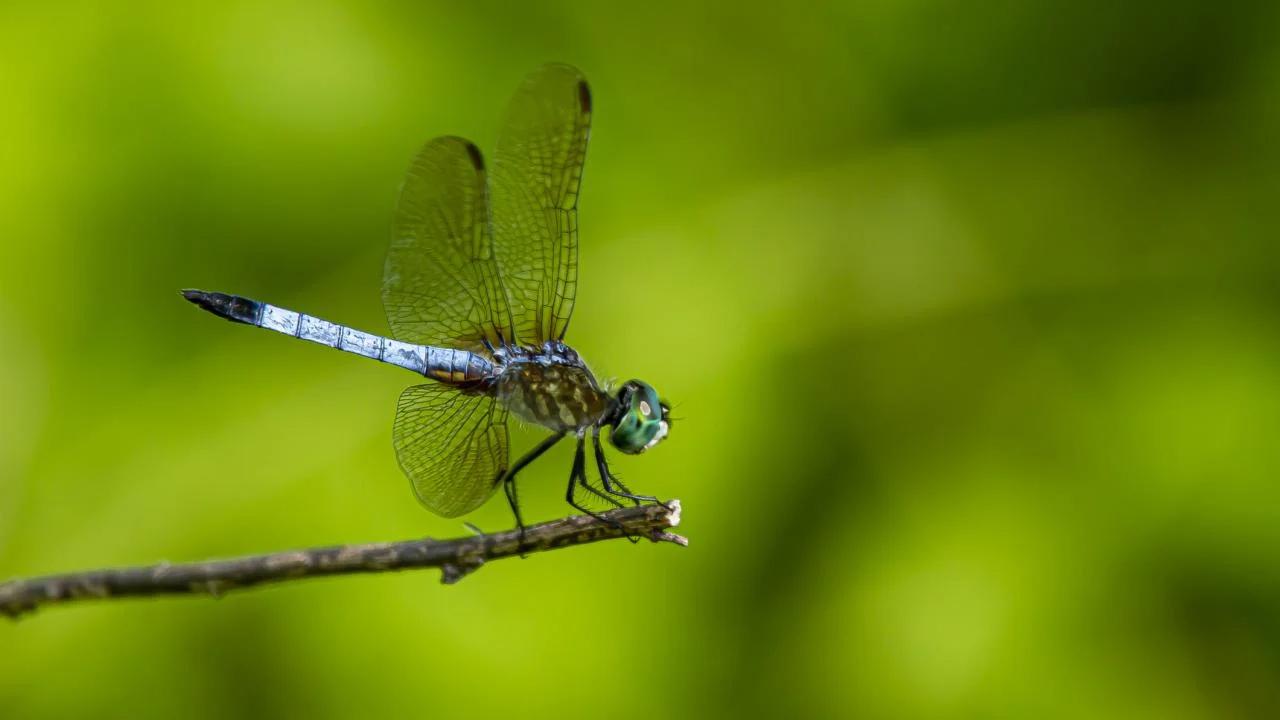 Blue dragonfly closeup