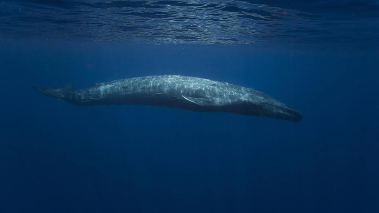 Image of large whale underwater
