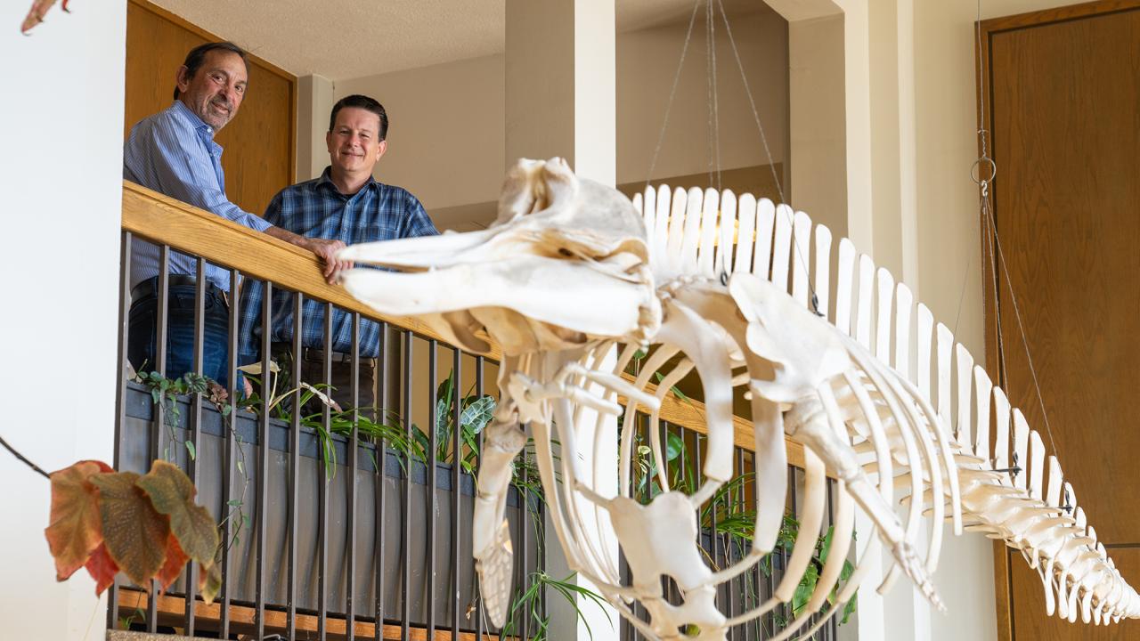 Rick Grosberg (left) served for 10 years as the Coastal and Marine Sciences Institute’s director, a post that will now be filled by interim director Jay Stachowicz (right). Grosberg and Stachowicz are pictured on the landing of Storer Hall, beside the right whale skeleton that hangs in the main entryway. (TJ Ushing / UC Davis)