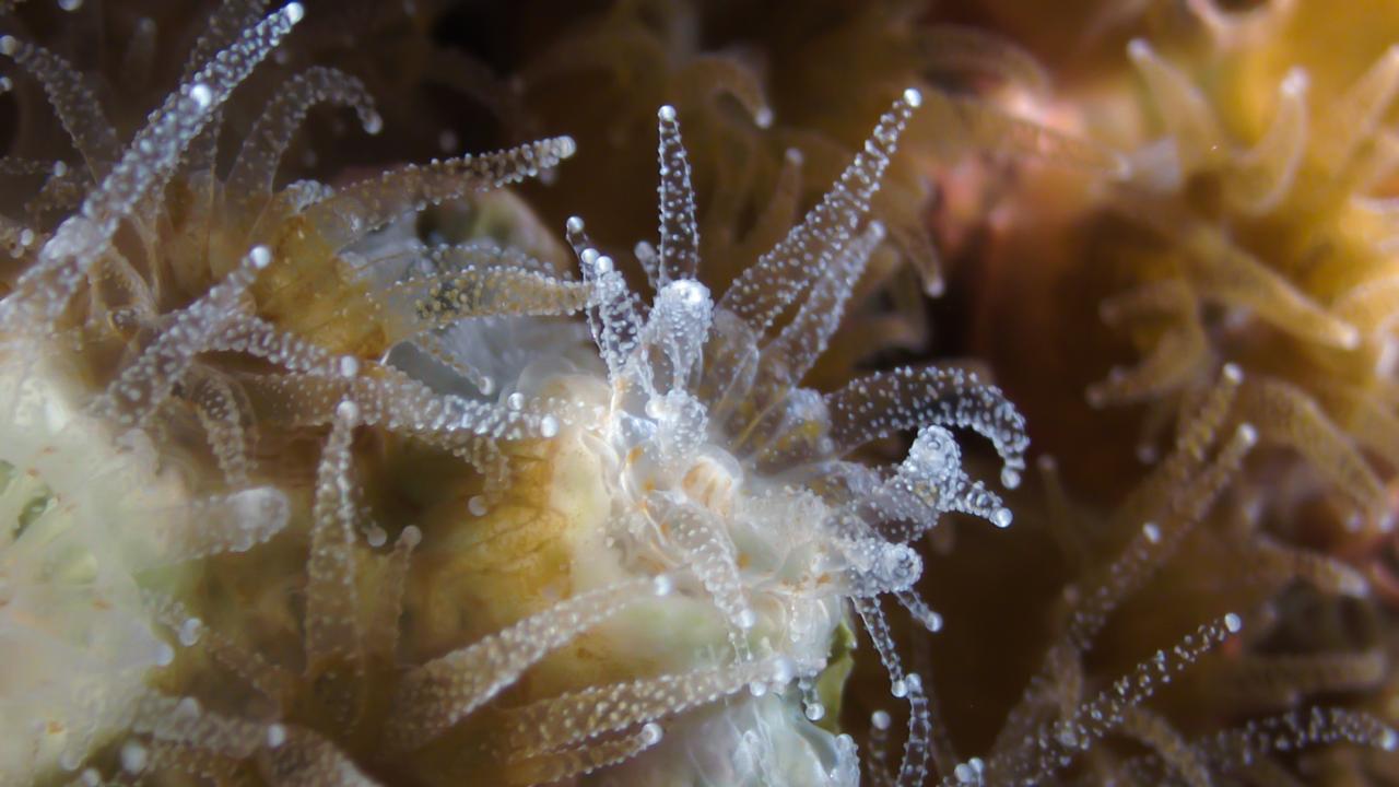 Closeup shot of coral tentacles