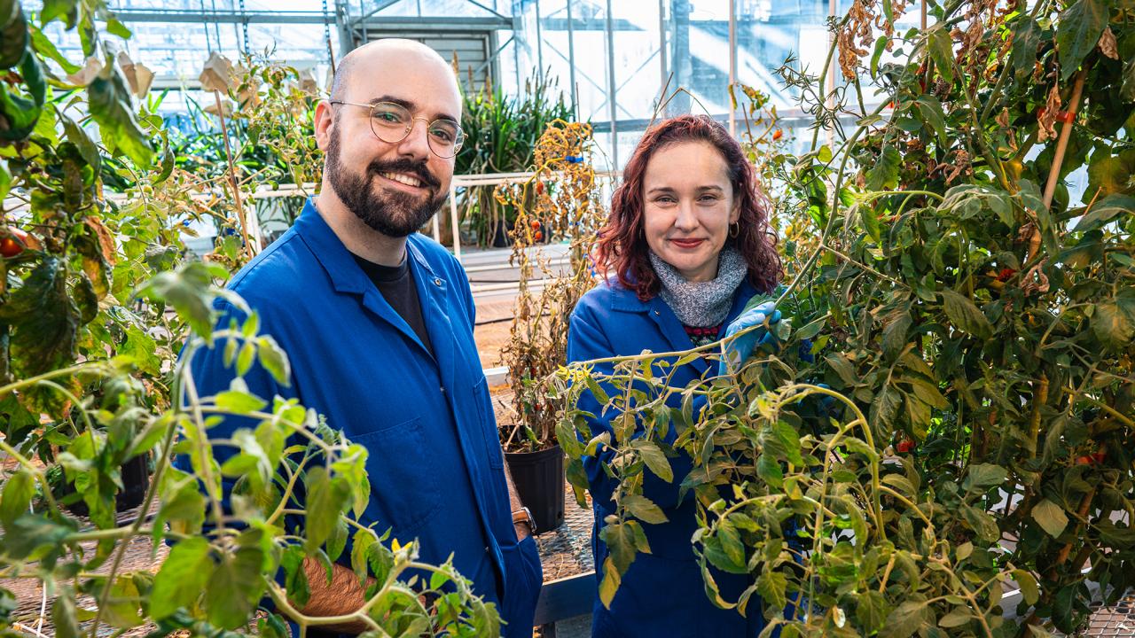 New work by Alex Cantó-Pastor (left) and Professor Siobhan Brady, Department of Plant Biology, shows how tomato plants protect themselves from drought by waterproofing their roots. The findings could lead to new ways to breed drought-tolerant tomato and other crops. (Photo by TJ Ushing for the College of Biological Sciences)