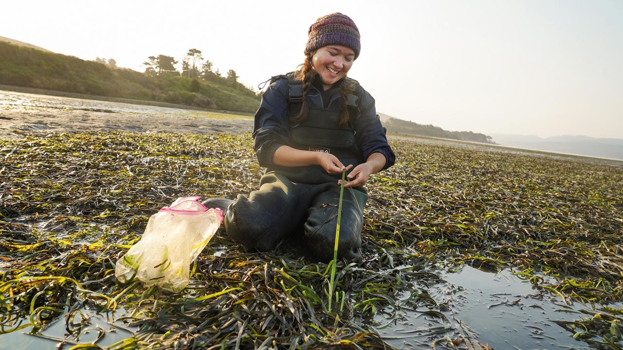 A female student in a bed of eelgrass