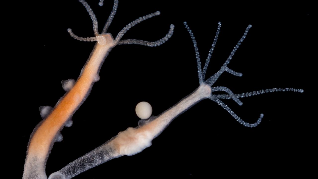 Hydra vulgaris