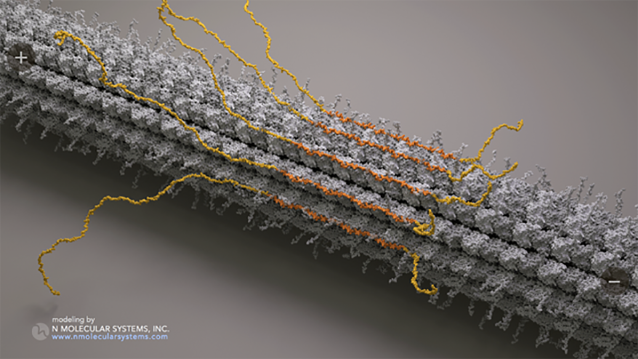 Graphic rendering of microtubule and tau protein