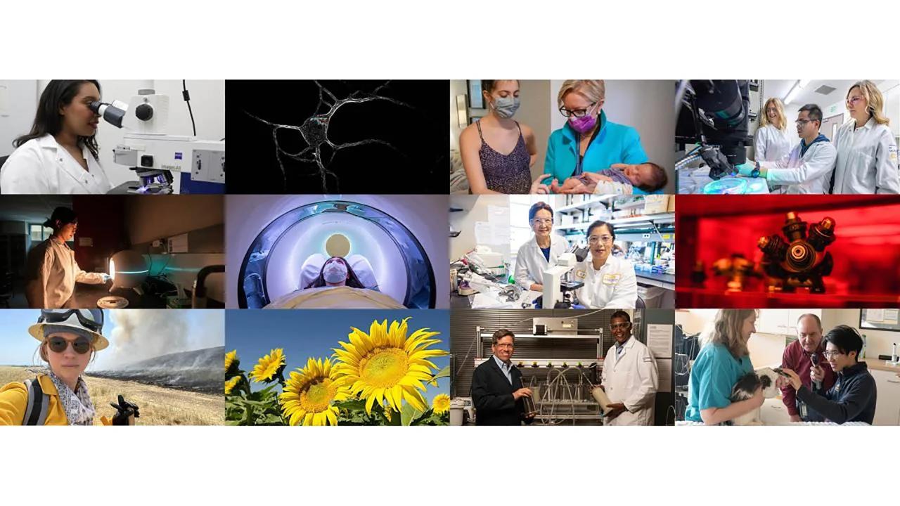 Collage of images related to research