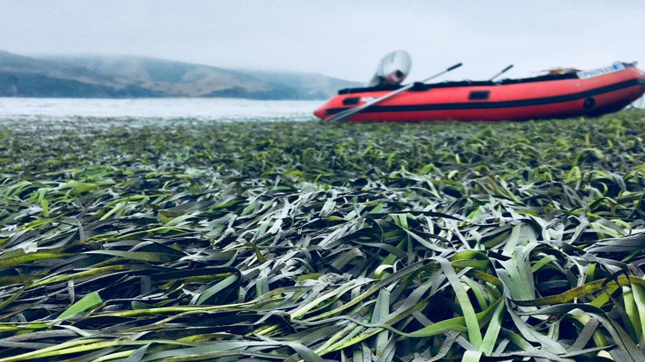 Closeup of seagrass bed with red boat in the background