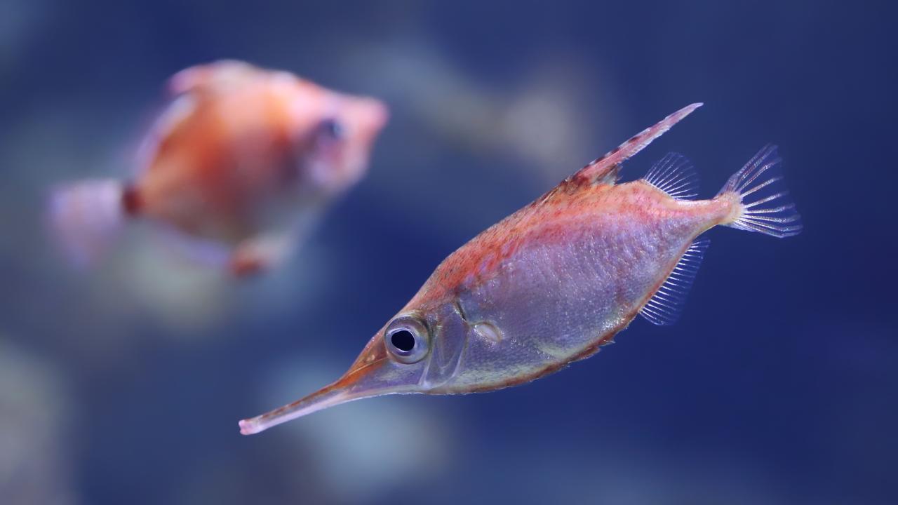 Snipefish image