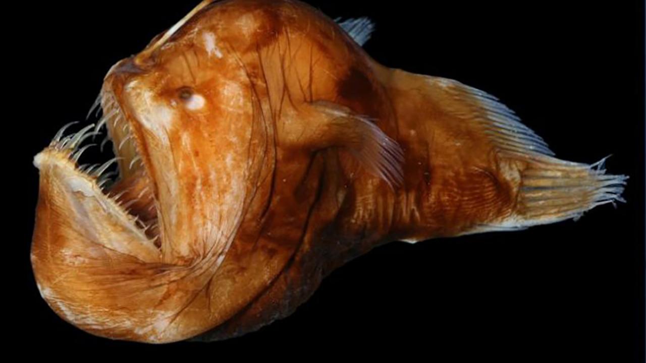 Deep water fish new arrivals