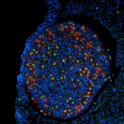 Work by Namekawa and Munakata suggests that a crucial event happens around the time of birth: the nascent egg cells enter a holding pattern, with their DNA precisely packaged and primed for fertilization later in life. Shown here is ovary tissue from a newborn mouse, with immature egg cells fluorescing green and red. (Yasuhisa Munakata)