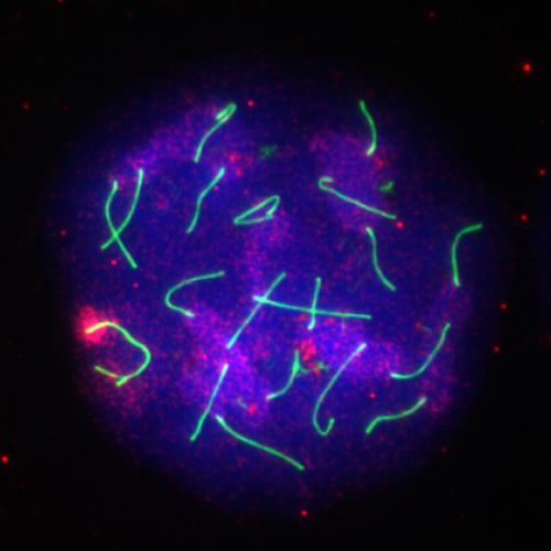 Alavattam, Esparza, and Namekawa have discovered that a little-known protein called ATF7IP2 helps to inactivate the X and Y chromosomes – a crucial step for maintaining genome stability during formation of sperm cells. Shown here are mouse chromosomes (green), with ATF7IP2 (red) accumulating on a condensed part of the X chromosome. (Image by Kris Alavattam)