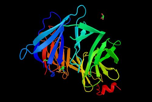 BRCA2 gene and protein